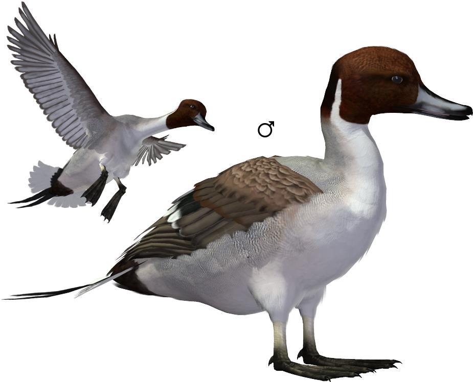 Common Name: Northern Pintail Scientific Name: Anas acuta Size: 21-25 inches (54.3-63.