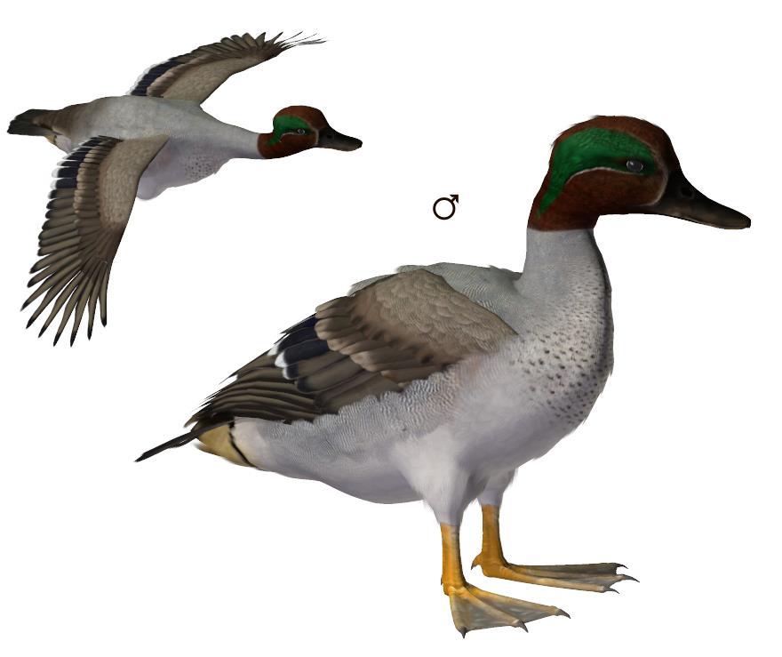 Common Name: Eurasian or Common Teal Scientific Name: Anas crecca Size: 12.2-15.4 inches (31-39 cm); Wingspan: 20.5-23.
