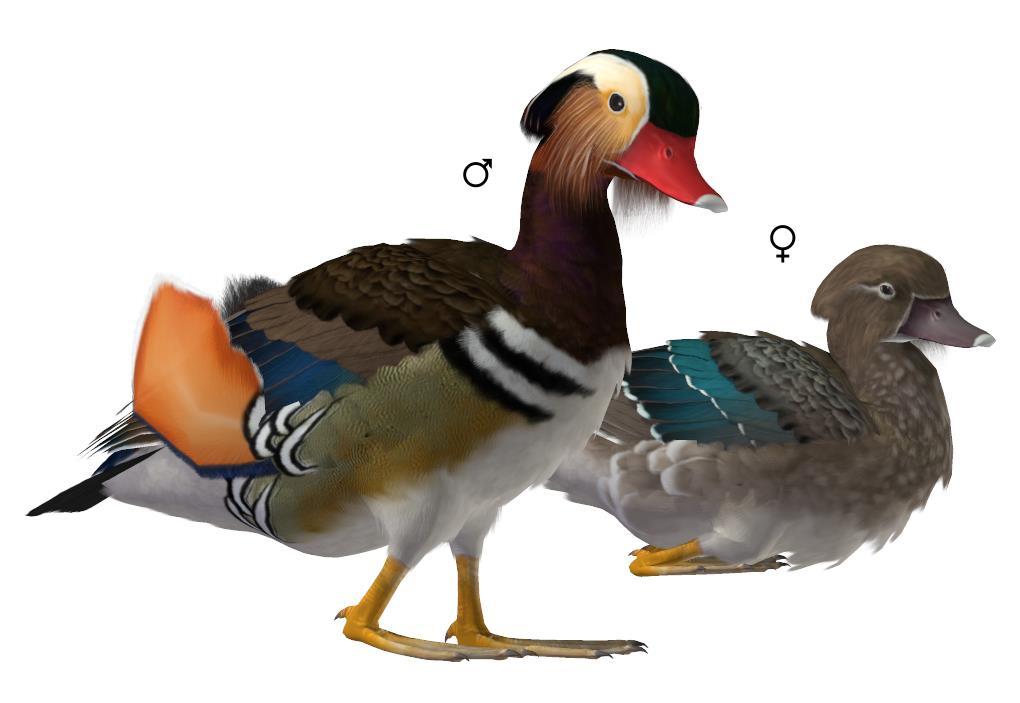 Common Name: Mandarin Duck Scientific Name: Aix galericulata Size: 16.1-19.3 inches (41-49 cm); Wingspan: 25.6-29.
