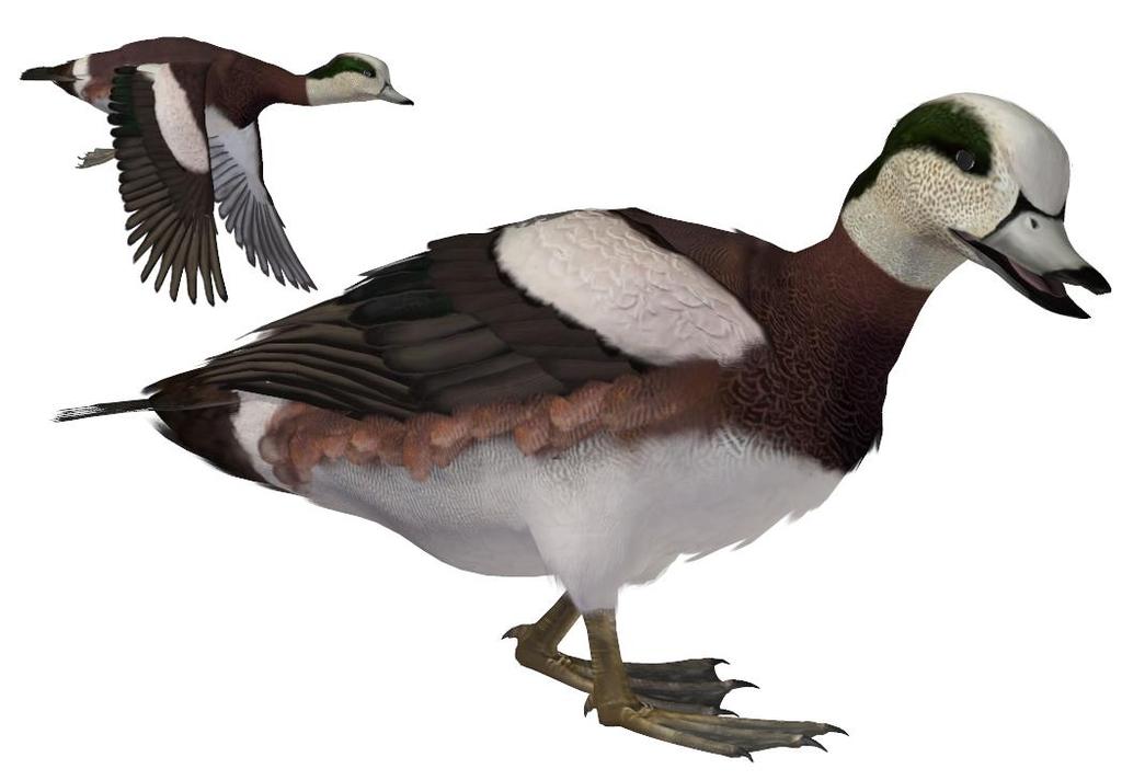 Common Name: American Wigeon Scientific Name: Anas americana Size: 16.5 23.2 inches (42 59 cm); Wingspan: 33.