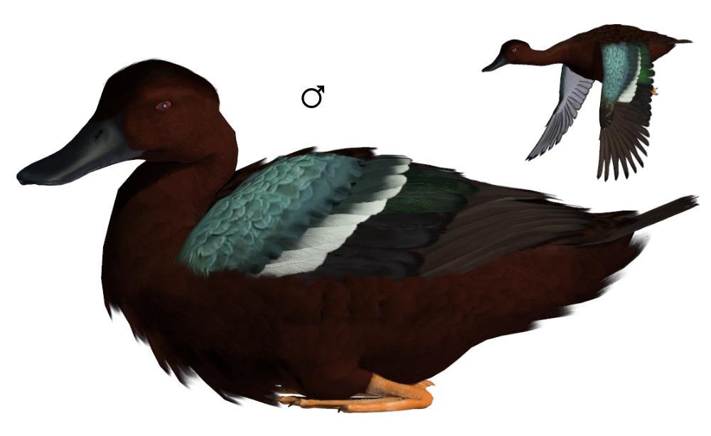 Common Name: Cinnamon Teal Scientific Name: Anas cyanoptera Size: 14.2-16.