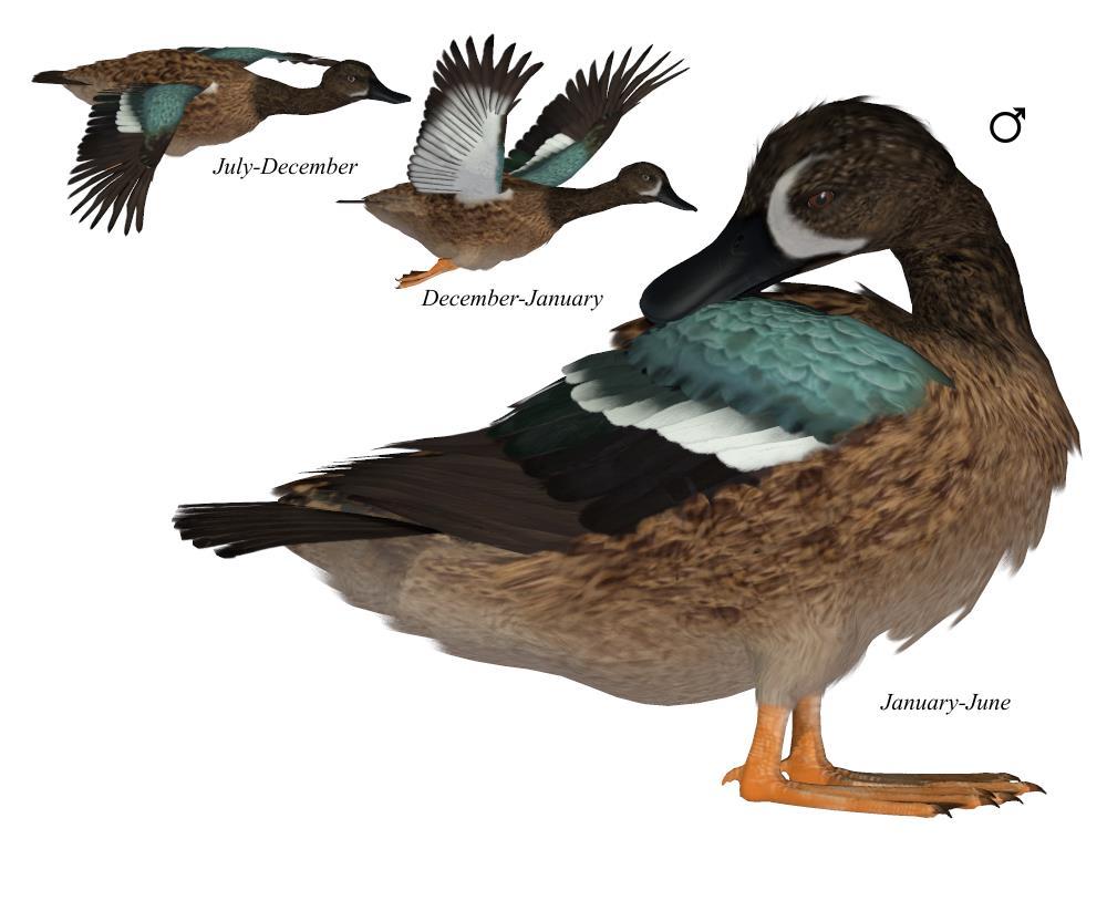 Common Name: Blue-winged Teal Scientific Name: Anas discors Size: 16 inches (40 cm); Wingspan: 23 inches (58 cm) Habitat: The Americas; all of North America except western and northern Alaska,