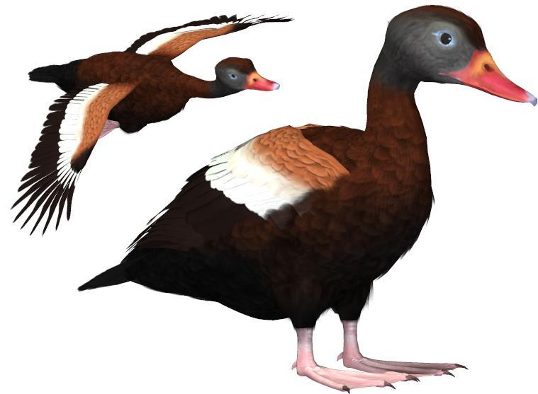 Common Name: Black-bellied Whistling Duck Scientific Name: Dendrocygna autumnalis Size: 18.5 20.