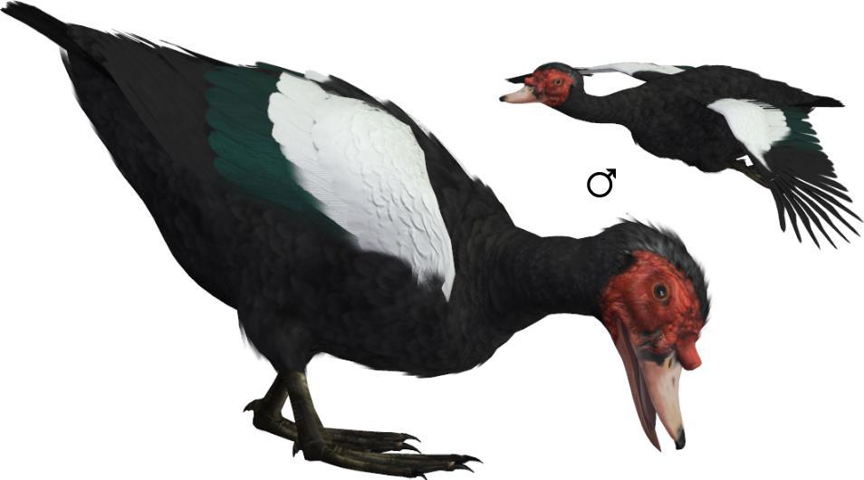 Common Name: Muscovy Duck Scientific Name: Cairina moschata Size: 26-33 inches (66-84 cm); Wingspan: 54-60 inches (137-152 cm) Habitat: The Americas; native to Mexico, Central, and South America.