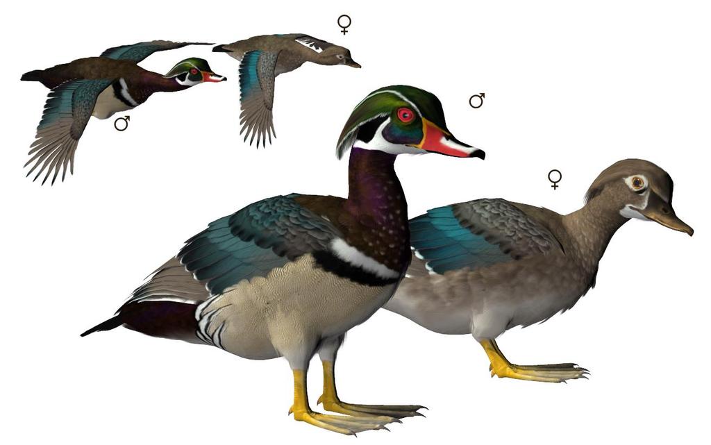 Common Name: Wood Duck Scientific Name: Aix sponsa Size: 19-21 inches (47-54 cm); Wingspan: 26-29 inches (66-73 cm) Habitat: North America; found in eastern North America, the west coast of the