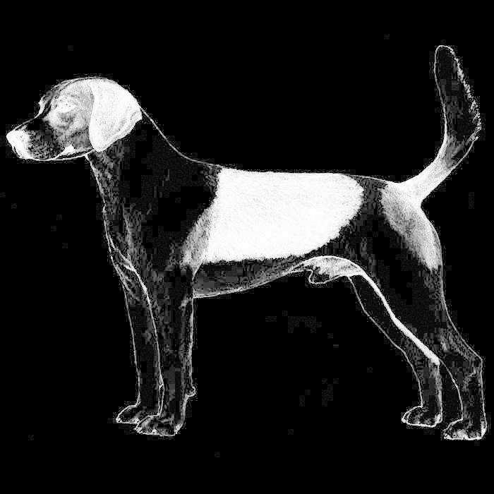 One of the forebearers of modern beagles is the pocket beagles popularized in Elizabethan England as a small scent