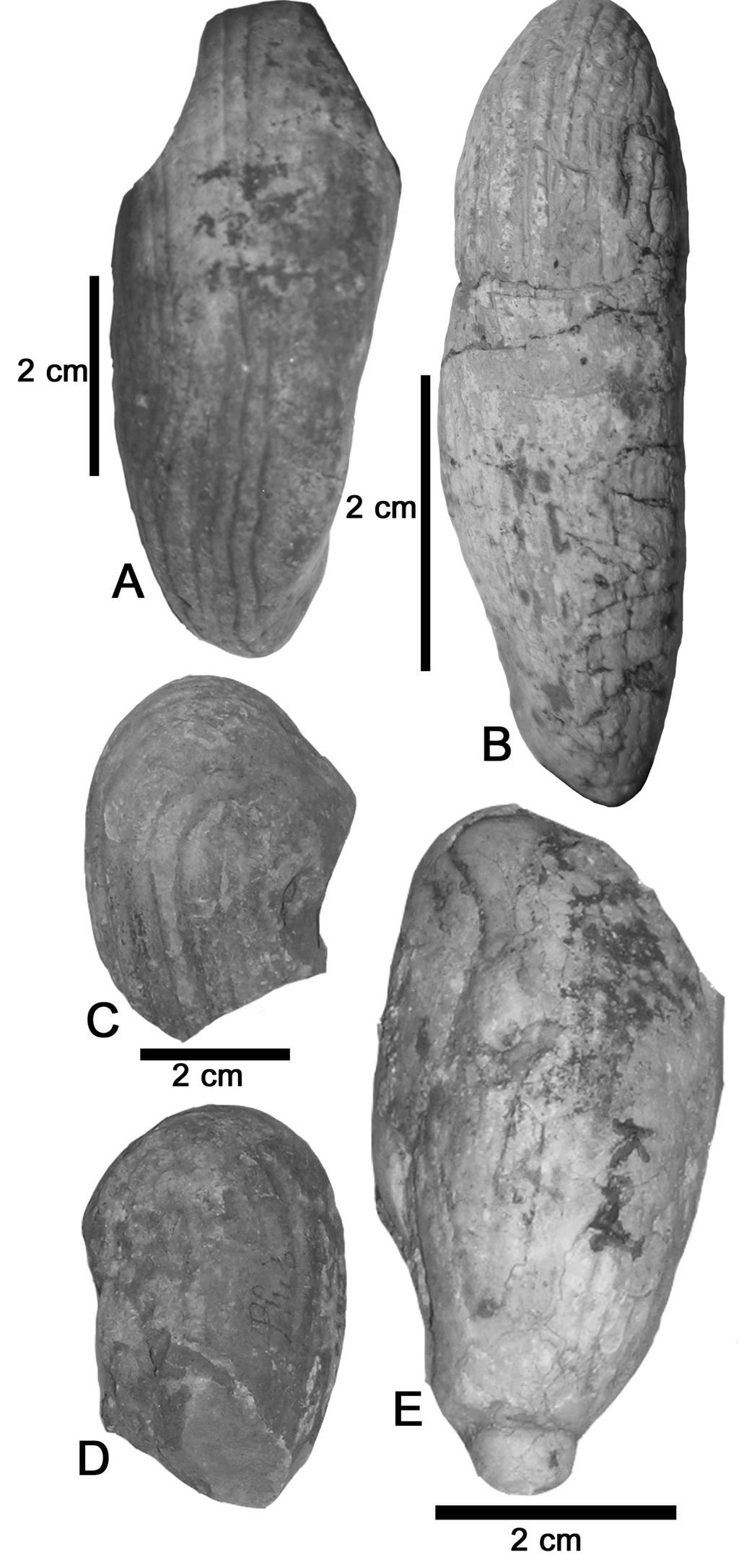 91 Saurocopros, Liassocopros) the maximum diameter is near the posterior end of the tightly-coiled portion of the coprolite, and the portion of the coprolite posterior to the spiral demarcation