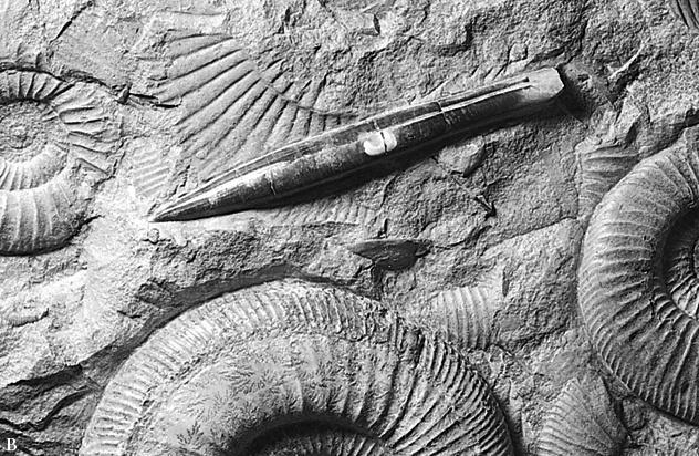 Triassic Extinctions: Gone: Most Ammonites & mollusks