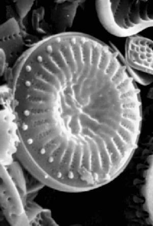 Mesozoic Marine Revolution Planktonic Radiation Fuels Revolution Defensive Adaptations Allow Revolution Mollusks & Gastropods Radiate Not Brachiopods Not competition - all present in Paleozoic