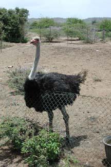 Ostriches: A story to learn from.
