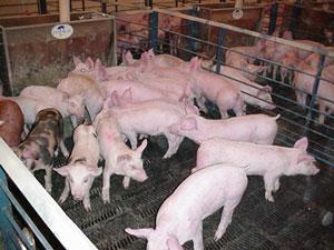 Phase II Pork Production Feeder pig producers Intermediary step Sell weaned