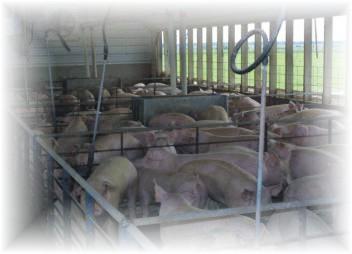 Phase III Pork Production Feeders (Finishers) Grain (concentrate) ration Rapid growth
