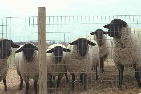 Phases of Sheep Production Farm Flocks Secondary enterprise Grain operations 4-H projects Range Flocks Grazing lands