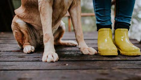 SPCA of Southwest Michigan Volunteer Handbook Rules and responsibilities of volunteer dog walkers and cat volunteers