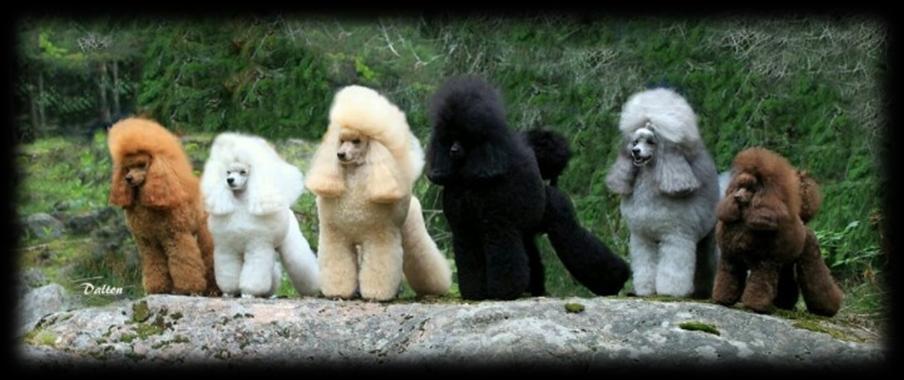 Poodle: Color Breeding Article written by Keisha C. of Arpeggio Poodles http://arpeggiopoodles.tripod.