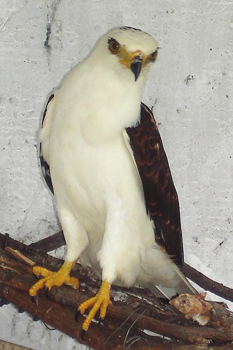 Note white tips to feathers on mantle, back, secondaries and primaries (Sergio H. Seipke) Figure 7.