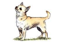 Pinscher Papillon Pekingese Pomeranian Pug Yorkshire Terrier Shetland Sheepdog Misplaced upper canine teeth Excessively small eyes Breeds shown in bold are those with points of concern Particular