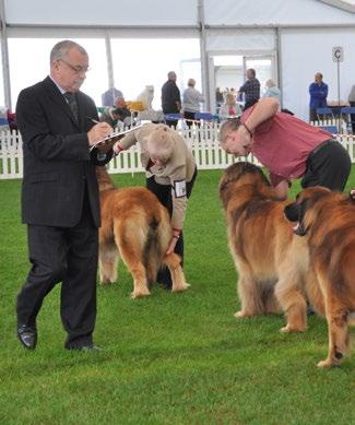 CONTENTS Health Monitoring for dogs exhibiting at dog shows 4 What is Breed Watch? Scope of Breed Watch How does Breed Watch identify each breed s points of concern?