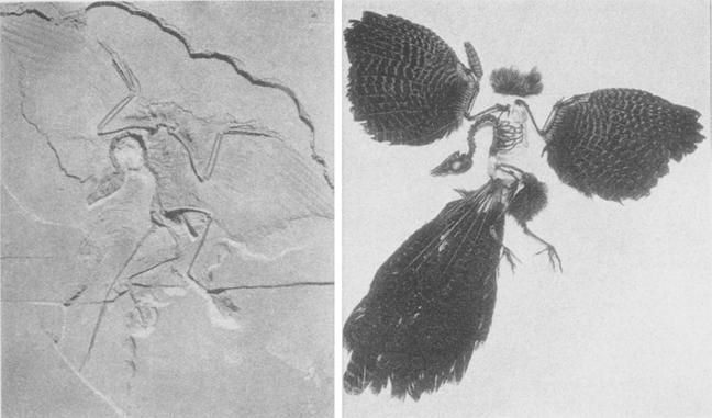 A. Feduccia - Early avian evolution 141 and 2).