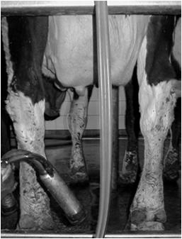 Culling chronically infected cows 5. Regular milking machine maintenance 1.