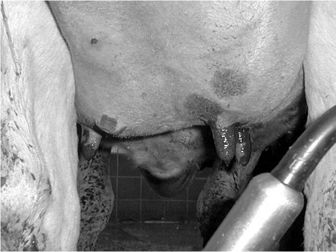 indication of failure Prevention Detection Treatment Identify and Make a Plan for all Chronic Cows