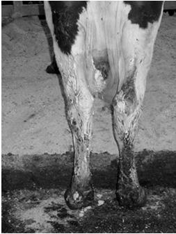 Net Profit by Cure Rate For Treatment of Subclinical Mastitis Barely Profitable Swinkels et al,jds 25 Segregation of Chronically Infected Cows Spread occurs when healthy udders contact infected milk