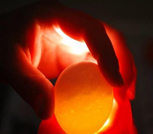 as a dark or red foreign substance in the egg. In the Skill-a-thon, air cell size and the presence of blood or meat spots are the only two factors used to determine interior quality egg grade.