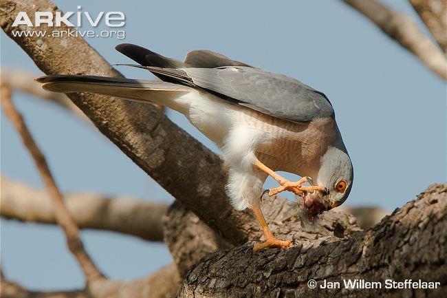 9 Hunting Outside of Southern Africa, the Little Banded Goshawk has the name "Shikra", derived from the Hindu word for hunter.