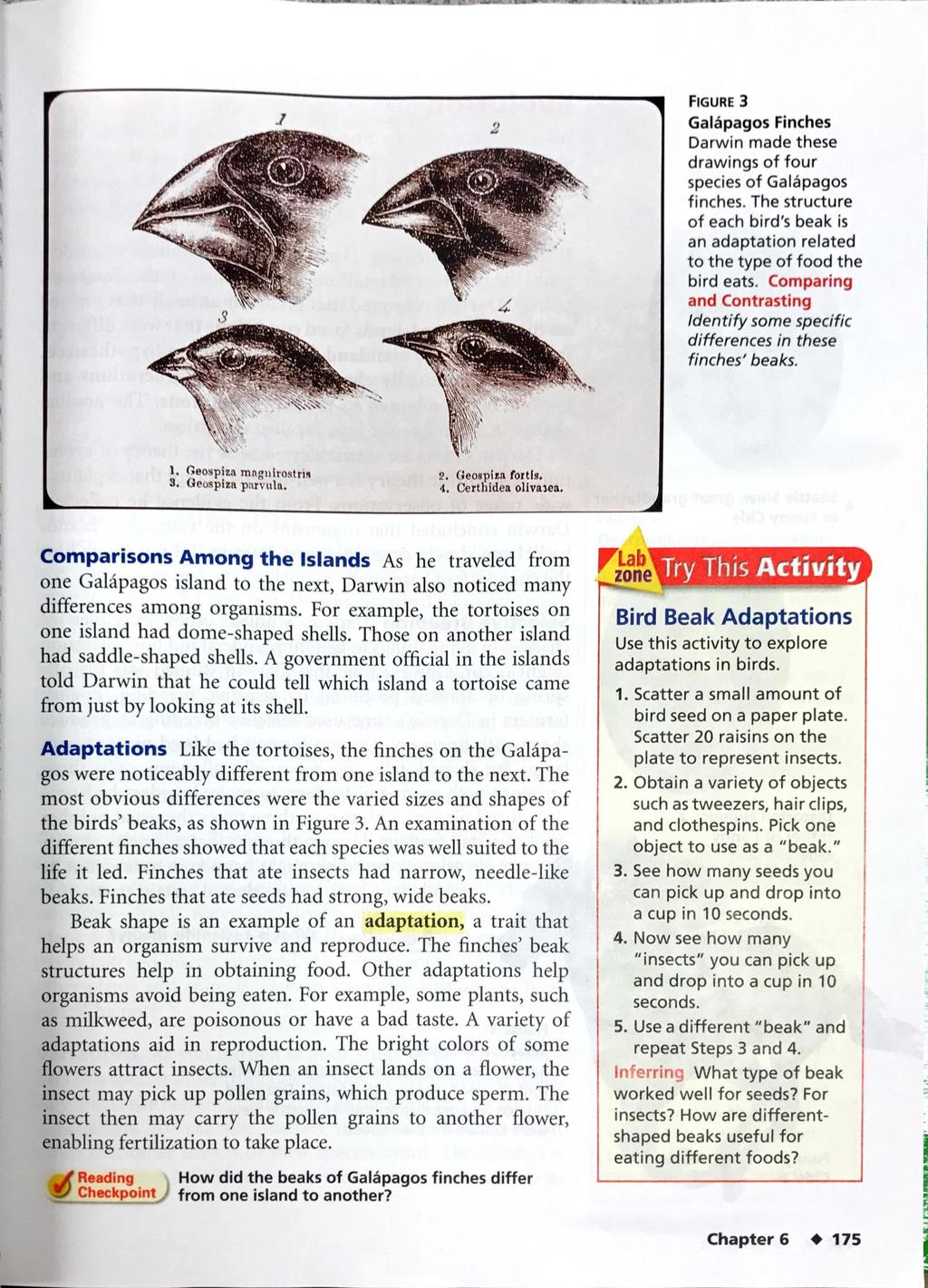 2 FIGURE 3 Galåpagos Finches Darwin made these drawings of four species of Galåpagos finches. The structure of each bird's beak is an adaptation related to the type of food the bird eats.