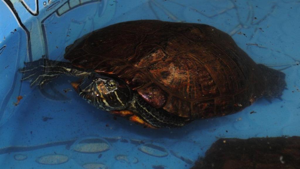 Figure 5. Orleans a red-eared slider caught in Rockwood Park on 22 July 2014.