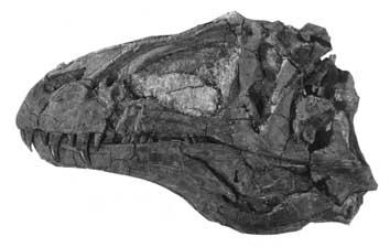 Currie P. J. & Carpenter K. A B FIG. 2. Acrocanthosaurus atokensis NCSM 14345; A, skull in left view; B, skull in right view. Scale bar: 10 cm.