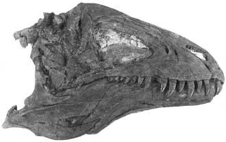1993 Family ALLOSAURIDAE Marsh, 1878 Acrocanthosaurus atokensis Stovall & Langston, 1950 MATERIAL.