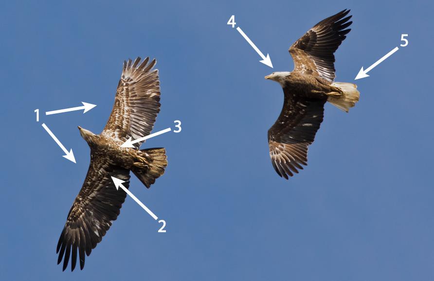 Above: Two immature Bald Eagles by Frode Jacobsen Above: Two Bald Eagles, one on the left retains mostly juvenile plumage with some molting, the subadult on the right has a more advanced molt, with