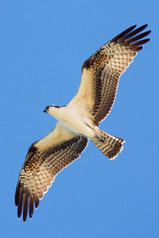 Above: Osprey by Frode Jacobsen Although superficially similar, Ospreys are in most instances readily distinguished from Bald Eagles by their bright white underside (except tail and flight feathers)