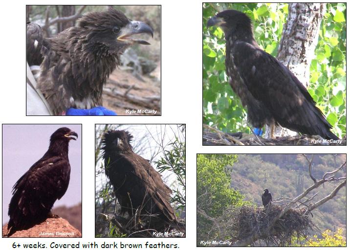 Photo documentation of aging Eaglets
