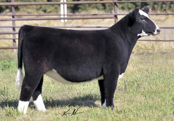 5/2C600 15 LOW CHI 2/21/15 THF/ PHAF Sire: Dr Who Dam: Monopoly x 600 (Carneyman) The pasture favorite of many, and sure to be a favorite in the ring!