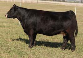 5/076 RL 600 16 LOW CHI 2/24/15 Sire: Fu Man Chu Dam: 659S Carneyman One of my favorite Chi show heifer prospects we are offering this year, and out of a no miss cow.