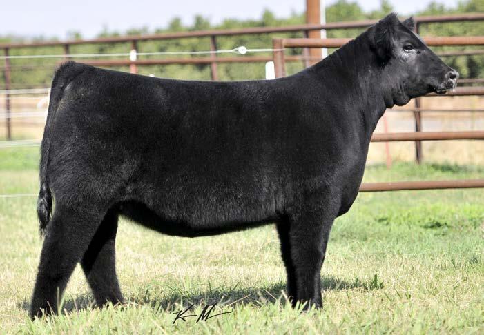 5/761 17 LOW CHI 3/14/15 Sire: Walks Alone Dam: WCC 24 (Reimanns Firewater x Dr Who) Another great breeding heifer show prospect that is built like a lady, and is a maternal sister to the Lot 1 and 2