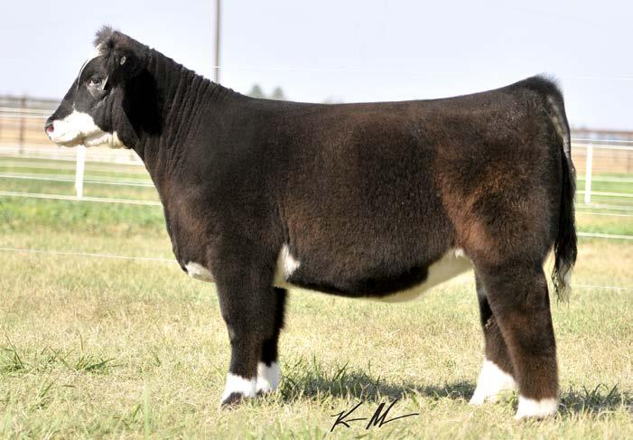 527C 19 LOW CHI 3/3/15 Sire: Monopoly Dam: 223Z (Irish Whiskey) Pay close attention because there is a pattern forming.