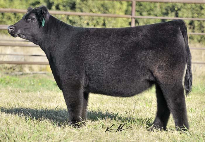 223Z is also the mother to the Mercedes Benz bred heifer that sells as Lot 31 that we feel is one of the best we have offered, making them maternal sisters.
