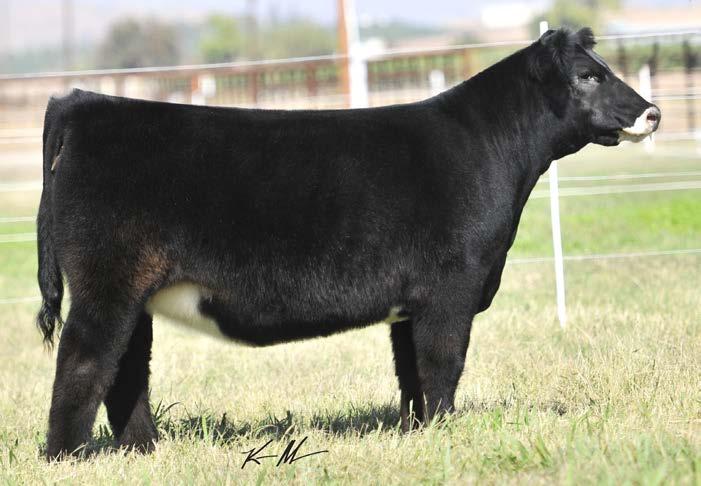 5/105 21 1/4 SIMMENTAL 4/15/15 Sire: Wizard Dam: Dr Who x K42 (Cunia 602) This heifer is bred to the hilt!