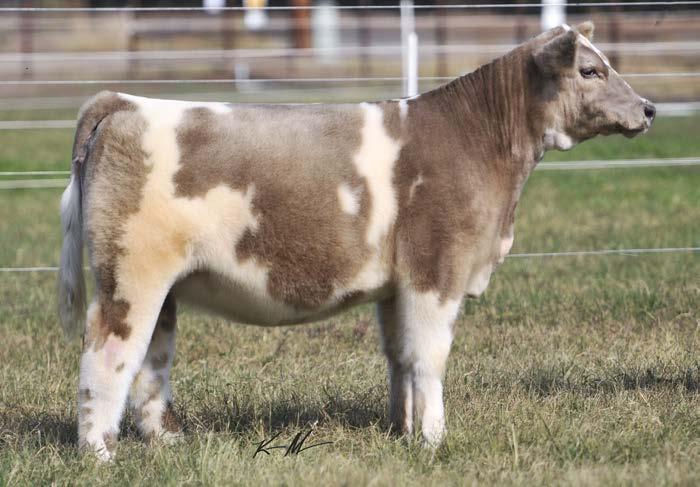 5/2B600 23 MAINTAINER 2/21/15 THC/PHAF Sire: I-90 Dam: Irish Whiskey x 600 Carneyman I-90 has done an outstanding job for us, and this heifer is a great testament as to why.