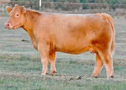Their extra extension, great structure and look allows them to compete in the ring, and those same traits fit extremely well when mated to the bulls we have available to us today.