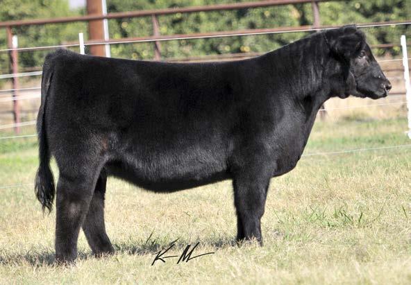 5/3026 25 LOW CHI 3/7/15 Sire: Smokin Bob Dam: Dr Who Another great cow family is represented by this heifer.