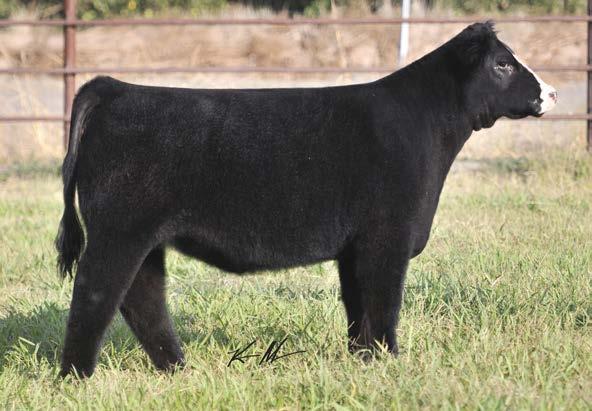 5/103 29 LOW CHI 4/12/15 Sire: Monopoly Dam: Carpe Diem This heifer was unfortunately not pictured, but definitely merited the opportunity as this baldy heifer is really neat to look at.