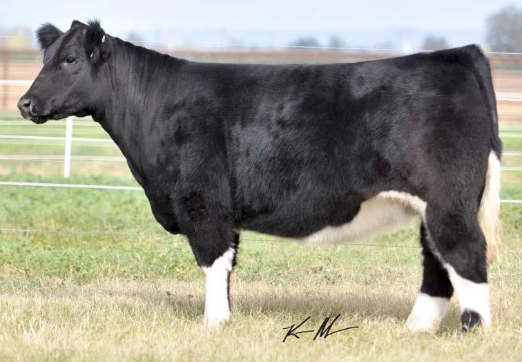 BRED HEIFERS 4/223 MAINTAINER 3/28/14 THF/PHAC 31 Sire: Mercedes Benz Dam: 223Z (Irish Whiskey x 504) 4/13026 AI Date 5/22 Silverias Style The two bred heifers we are offering are two of the best