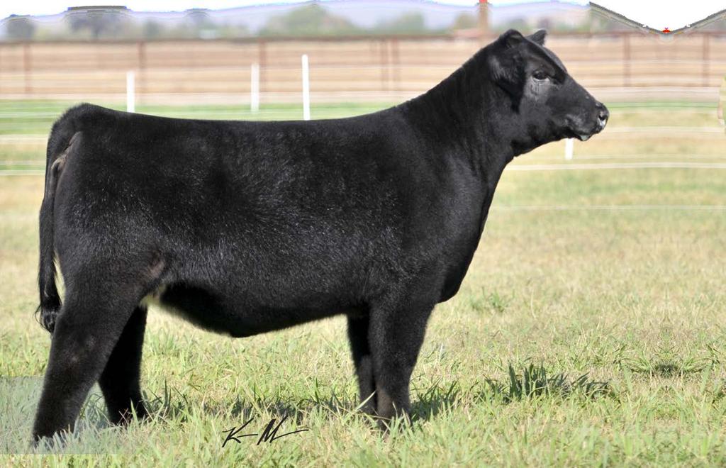 Every year the Lot 1 position is one we take great pride in offering an individual we feel not only has extreme quality, but more importantly, unique breeding value.