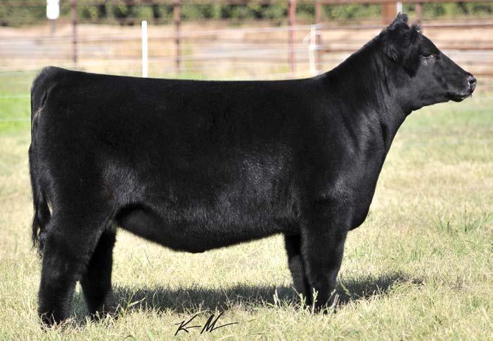 4/0449 LOW CHI 12/5/14 THF/PHAC Sire: Liquid Courage Dam: Raven x Greens Princess 4 This female offers the extreme quality that we have come to expect out of Liquid Courage.