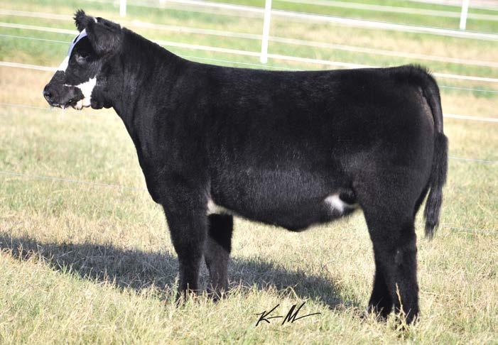5/192 LOW CHI 4/23/15 6 Sire: Liquid Courage Dam: Freestyle x 79G (Meyer 734) Last year, we were approached to sell a group of cows by great customers and friends who were looking to build a cow herd.
