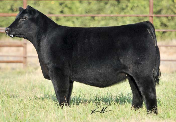 5/801 8 COMMERCIAL 5/5/15 THF/ PHAC Sire: Whiskey Bent Dam: Lookout Heifers like these never go out of style, and this one has the look of a high dollar bred heifer.